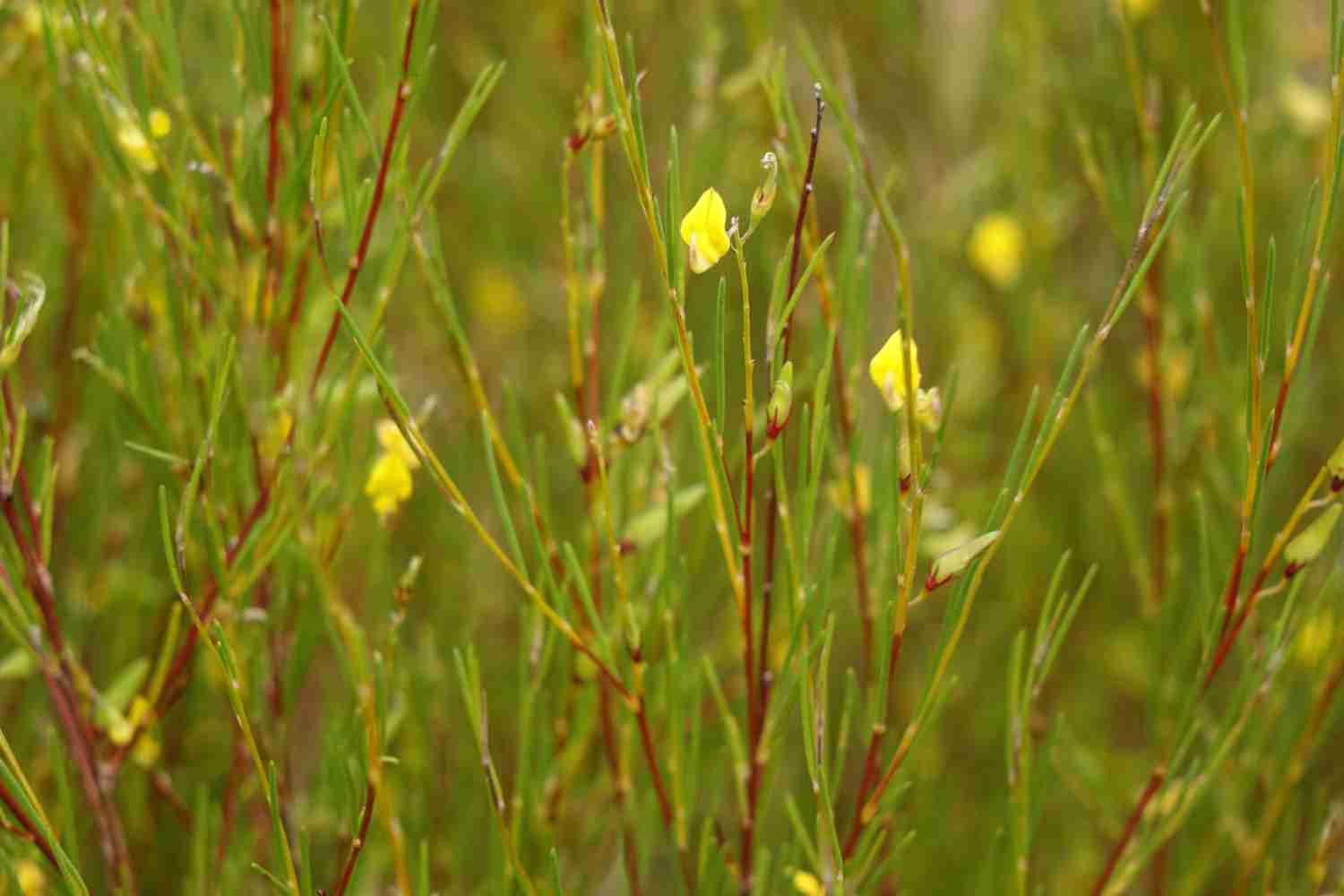 Rooibos the plant - versatile, natural,