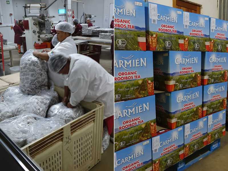 Abfüllung und Verpackung von Carmién Rooibos in Teebeutel; Carmién Kartons im Hintergrund