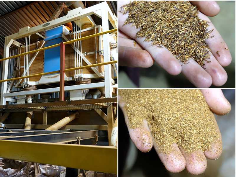 Rüttelanlage zur Siebung von Rooibos; Hände zeigen groben und feinen Rooibos