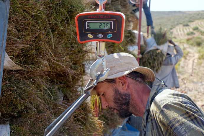 Vor dem Verladen werden die Rooibos-Bündel gewogen: Corné van der Westhuizen wiegt ein Bündel auf der Krieberg-Farm; die Bündel können bis zu 30 kg schwer sein.