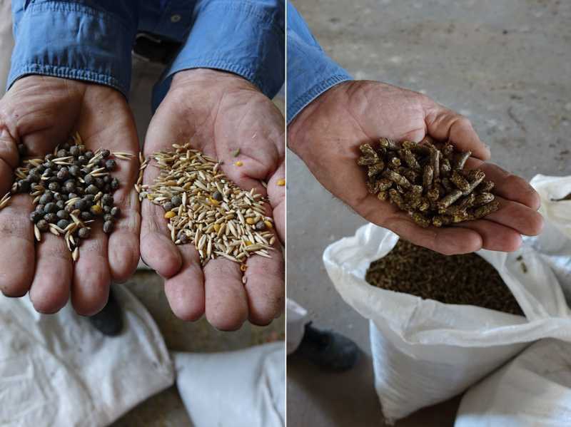 Eiweiß-Pellets und Zutaten für die Zufütterung der Tiere