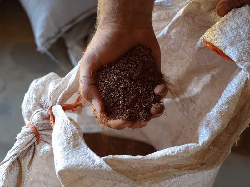 Hand hält Rooibos über einem geöffneten Sack – so sieht die Ernte aus