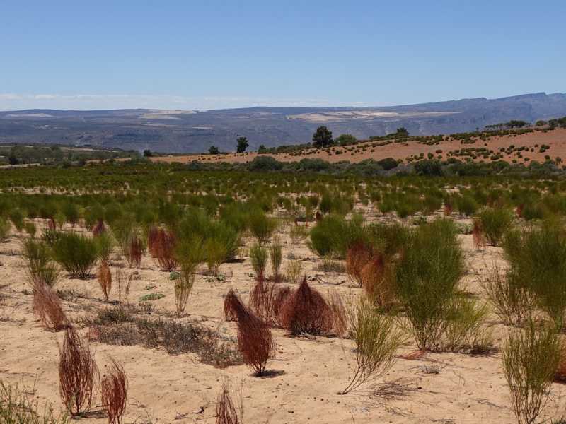 Dreijährige Rooibos-Büsche – Trockenheit als Qualitätsfaktor