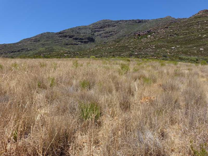 Wild wachsender Buchu im trockenen Fynbos: nur wenige Sträucher zwischen vertrockneten Gräsern.
