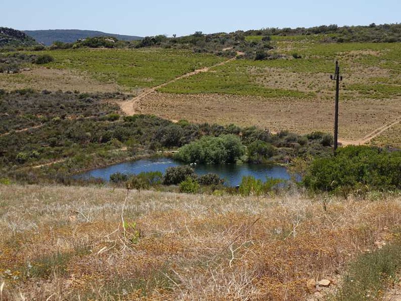 Tiefliegender Damm als Wasserspeicher in der trockenen Cederberg-Landschaft, umgeben von Buchu-Feldern.