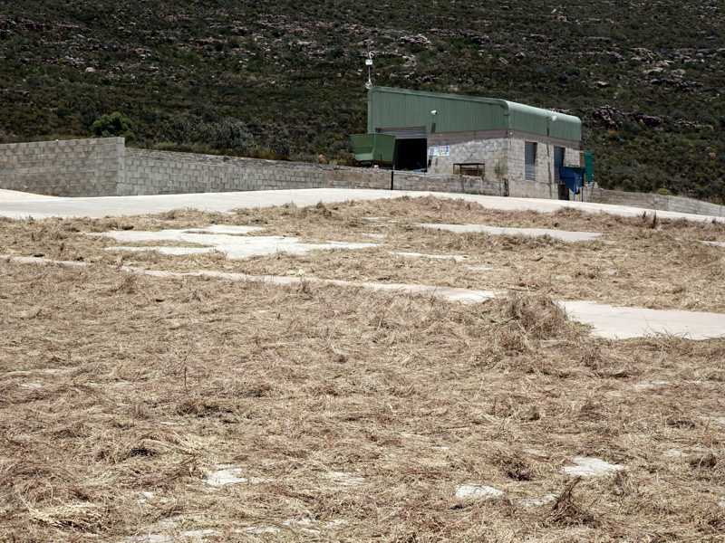 Pflanzenmaterial nach der Buchu-Destillation auf dem Tea Court zum Trocknen ausgebreitet