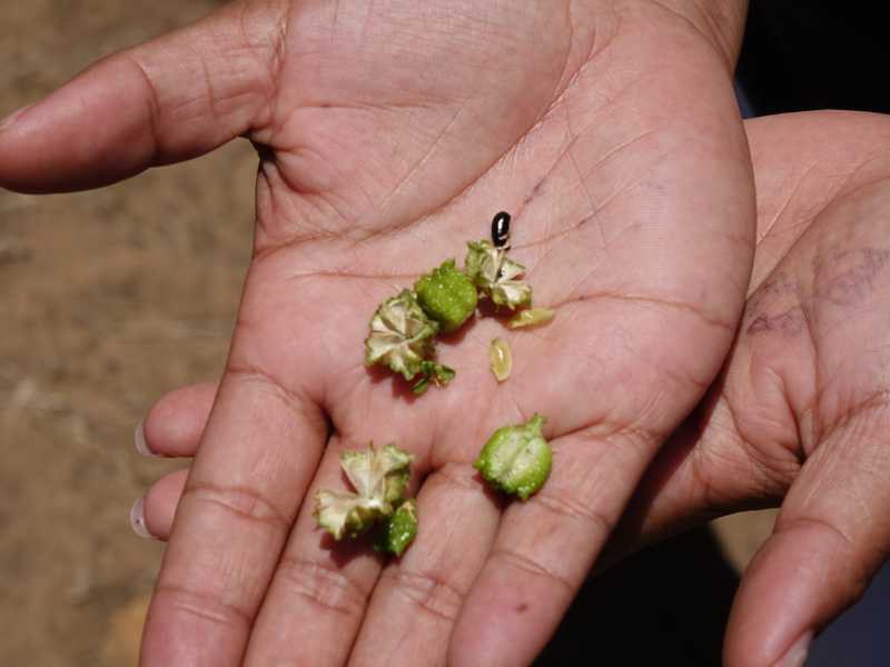 Buchu-Fruchtkapseln und Samen in Nahaufnahme