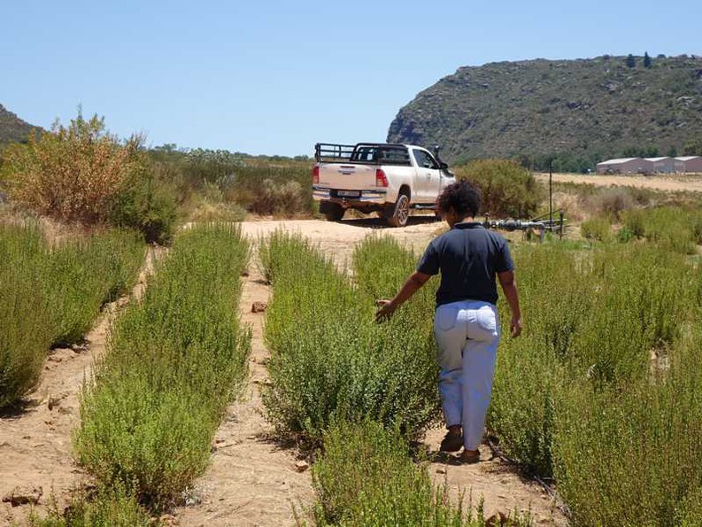 Buchu-Anbau in Reihen mit Bewässerung: gepflegte Felder auf der Skimmelberg-Farm im Cederberg.