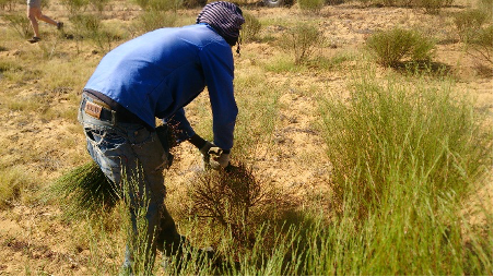 Die Ernte des Rooibos ist immer noch Handarbeit