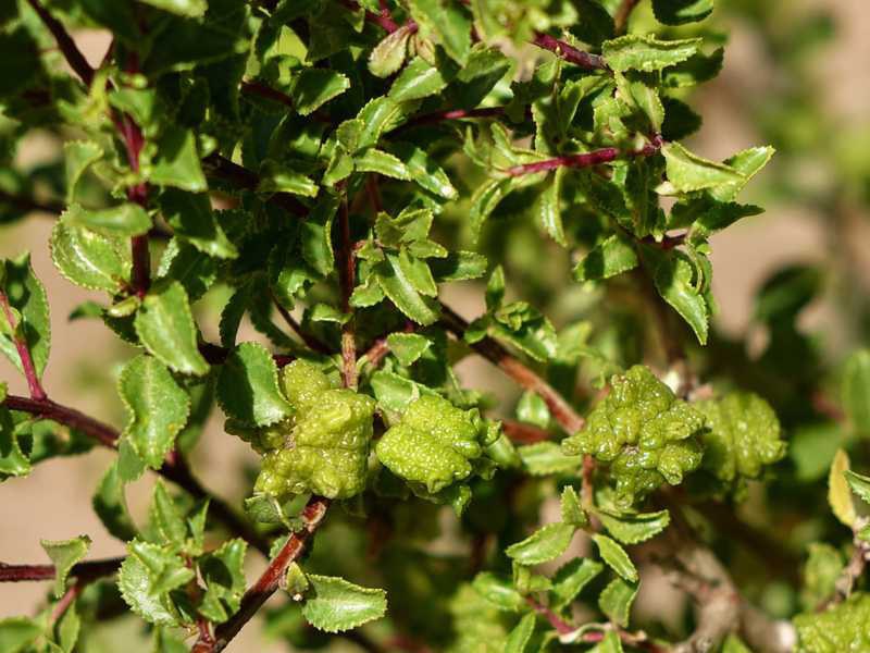 Buchu-Pflanze mit kleinen Blättern als aromatische Fynbos-Pflanze