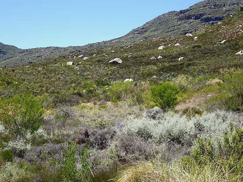 Weite Fynbos-Landschaft im südafrikanischen Kapgebiet mit niedriger Buschvegetation und Bergen im Hintergrund