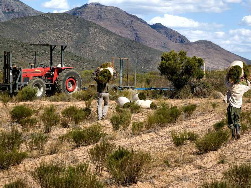 Rooibos in its landscape in the South African growing region