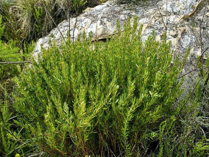 Honeybush shrub in a rocky mountain landscape of the South African Fynbos