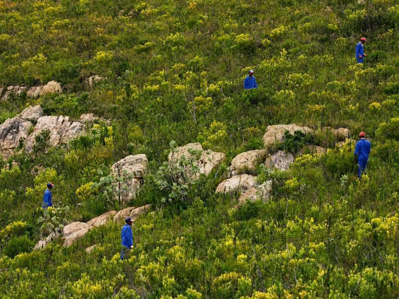 Harvesting Honeybush on a mountain slope in South Africa