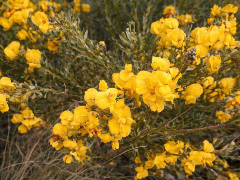 Blühender Honeybush-Strauch mit gelben Blüten