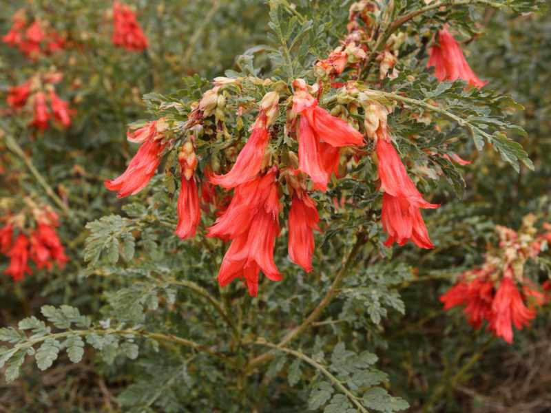 Cancerbush-Zweig in südafrikanischer Landschaft