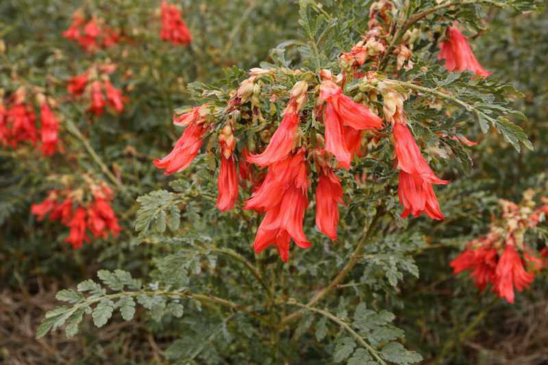 Cancerbush-Zweig in südafrikanischer Landschaft