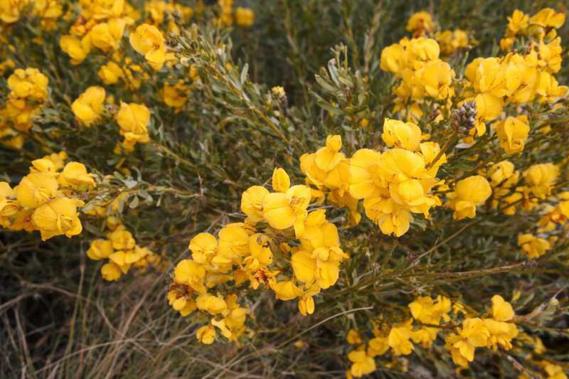Blühender Honeybush-Strauch mit gelben Blüten