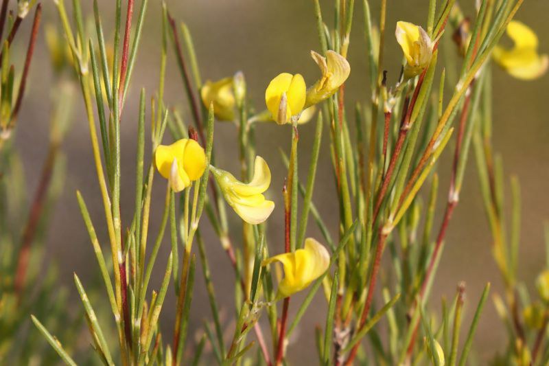 Rooibosfeld mit sandigem Weg im Cederberg