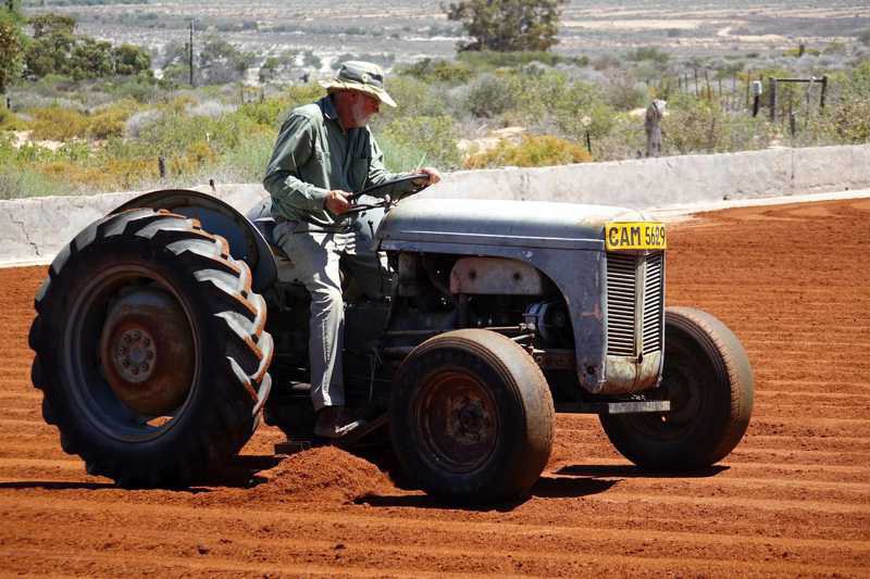 Buchu als Teil der südafrikanischen Pflanzenwelten