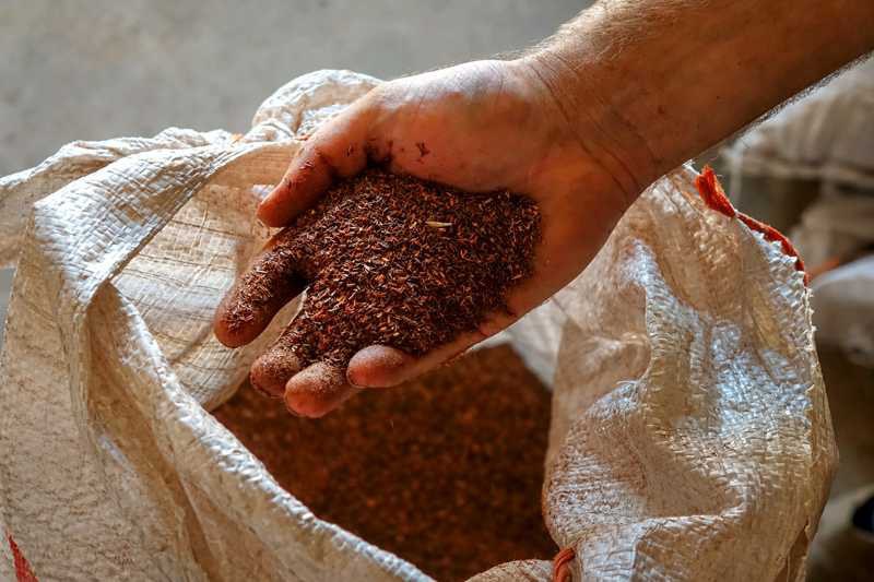Hand mit getrocknetem Rooibos aus einem Erntesack