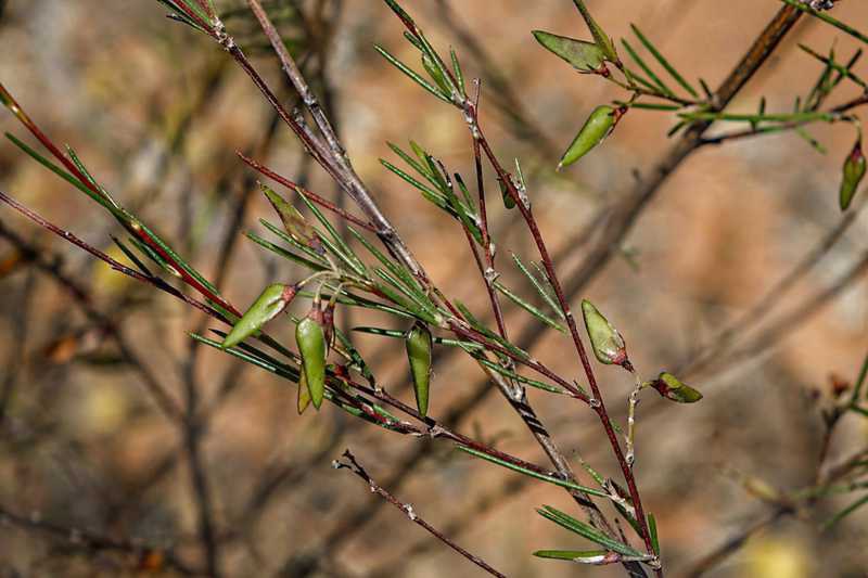 Ausgereifte Rooibos-Fruchtkörper am Zweig