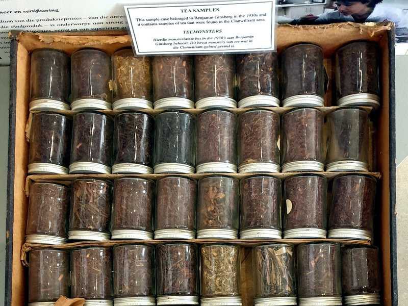 Historische Probenkiste mit vielen kleinen Schraubgläsern mit Rooibos-Pflanzenteilen aus dem Heimatmuseum in Clanwilliam, verbunden mit Benjamin Ginsberg