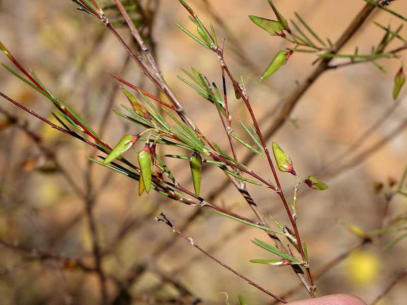 Nahaufnahme geschlossener Fruchtkörper am Rooibos-Strauch, in denen jeweils ein einzelner Samen sitzt
