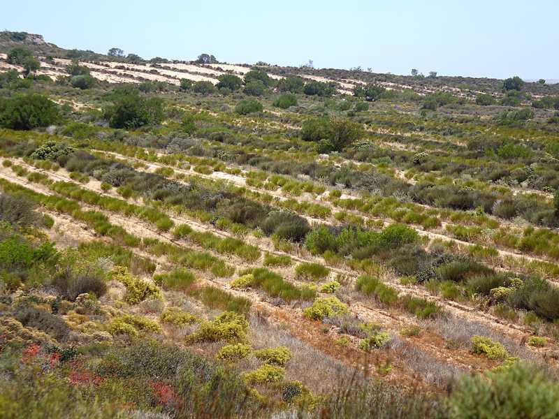 Rooibos-Felder im Fynbos des Cederberg, eingebettet in trockene südafrikanische Landschaft mit sandigen Böden und niedriger Vegetation