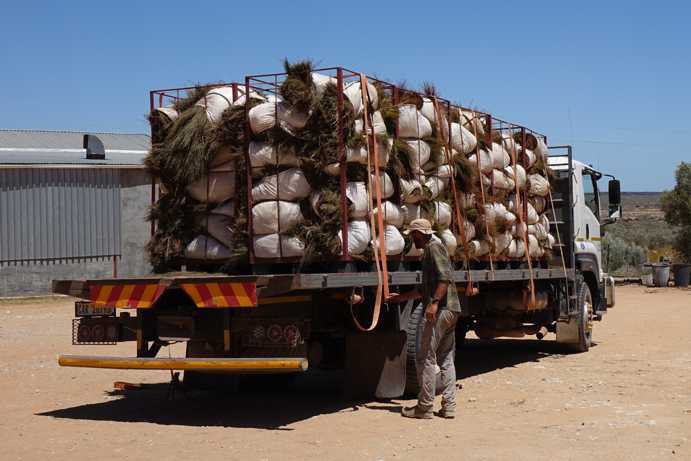 Cornie loosens the tie-down straps securing pallets with stacked rooibos bundles on the truck bed.