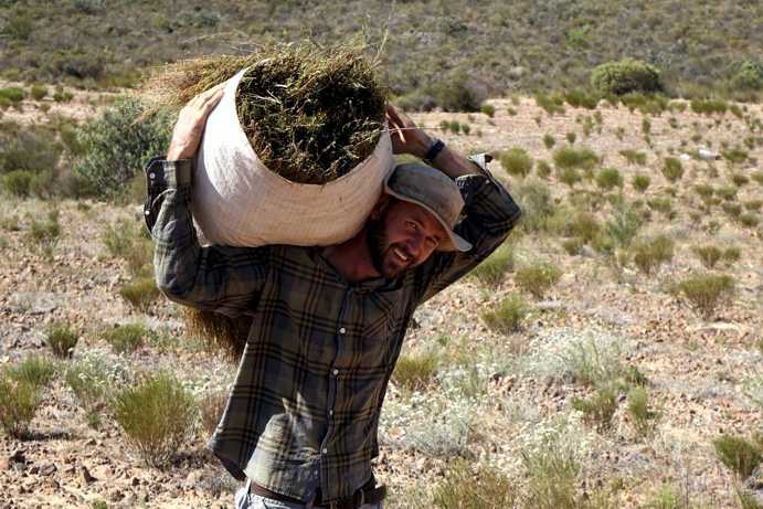 Corné van der Westhuizen carries a bundle of freshly cut young rooibos growth (young twigs and leaves, harvested by hand sickle) across the Krieberg-Farm; short-cut rooibos bushes in the background.
