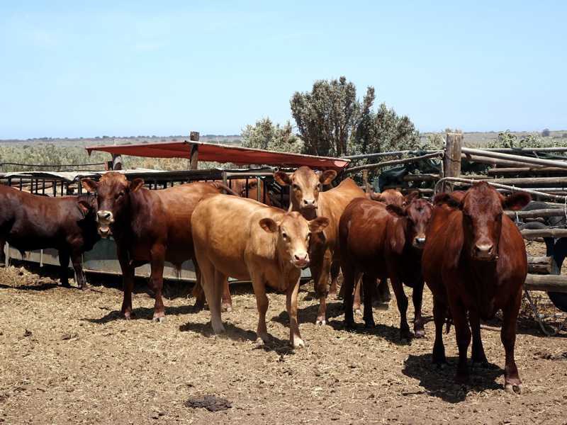 Cattle on Klipfontein, roaming freely across the Sandveld