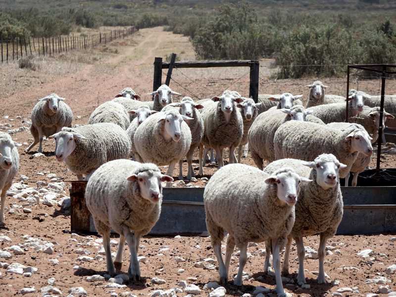 Sheep at the water trough on Klipfontein
