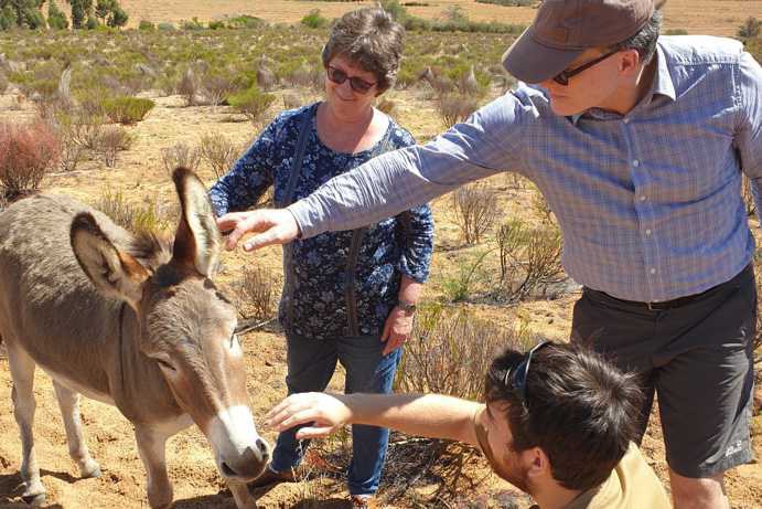 Anneli strokes a free-roaming donkey between the rows of rooibos. The donkeys eat weeds and keep the field tidy while leaving the rooibos untouched — natural care instead of pesticides.
