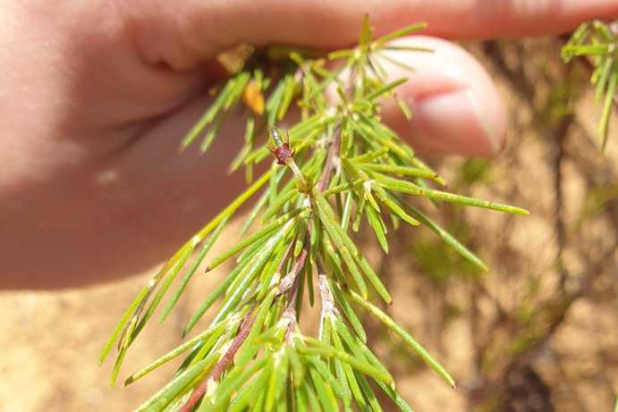 Anneli holds a rooibos sprig with dense, vivid green foliage; new growth as a response to beetle infestation of the shrub.