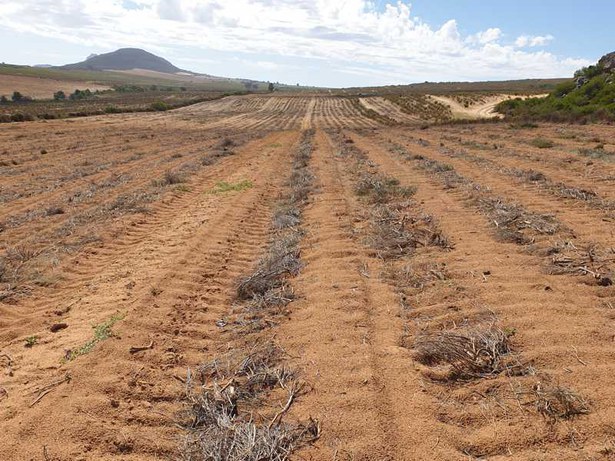 Rooibos field in the 7th year: a mulcher with trailing roller (“Rolmoer”) shreds the shrubs; the cut material remains as mulch. Afterwards, the field rests 1–3 years with a cover crop like oats to improve the soil.