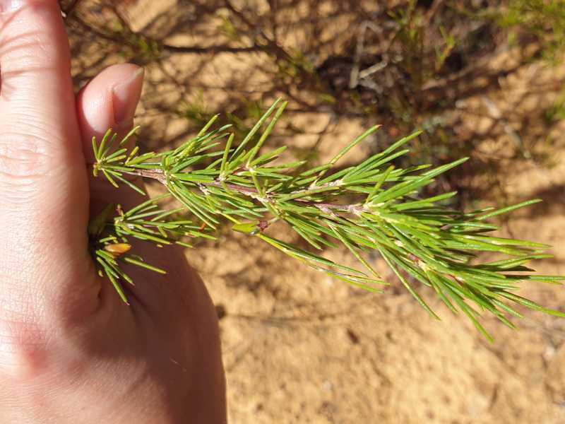 Rooibos twig with very dense needle-like regrowth as a reaction to pest infestation