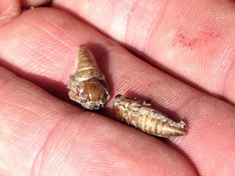 Rooibos pest in hand: beetle that lays eggs on young rooibos shoots