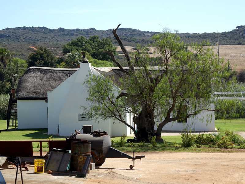 The Ouhuis house in the Cederberg: a white farmhouse with a thatched roof, an old tree in front