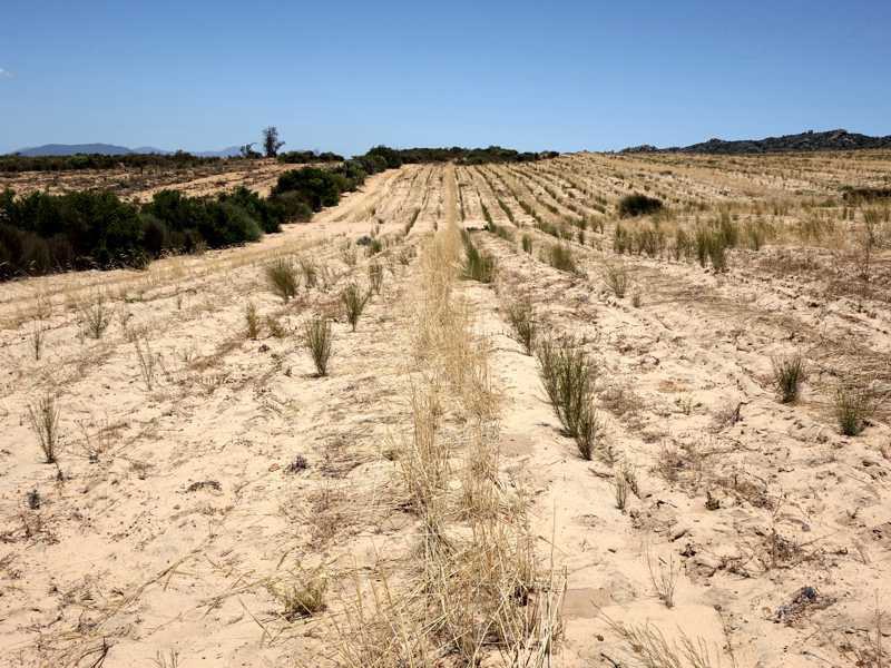 Field with 7-month-old rooibos seedlings — many gaps show how tough conditions are