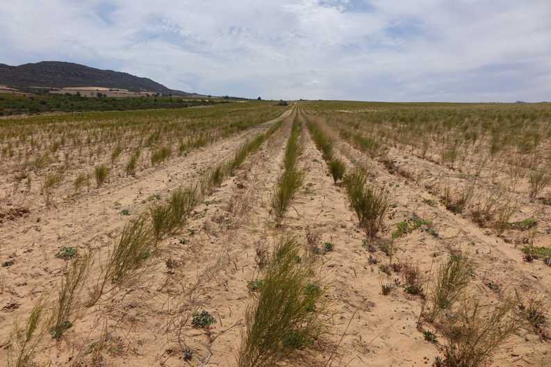Rooibos Field with Unpruned Seedlings A Rooibos field on the Zeekoevlei 109 Farm with seedlings planted last autumn that have not yet been pruned.