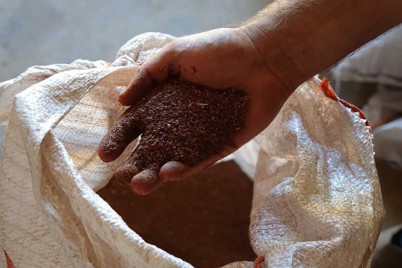 Natural Rooibos Cultivation on Kromme Valley Farm Schalk Willem Laing displaying his naturally grown Rooibos harvest on the Kromme Valley Farm.