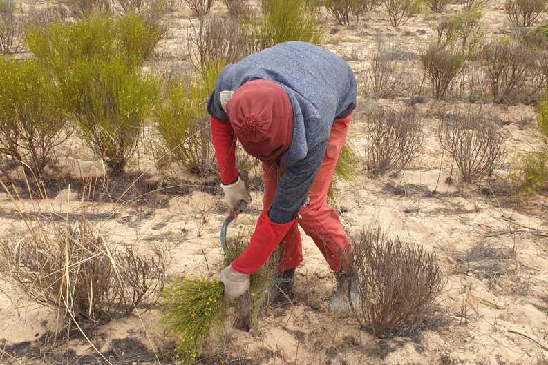 Rooibos Harvest on the Zeekoevlei 109 Farm A harvest worker on the Zeekoevlei 109 Farm cuts Rooibos shoots with a sickle and wears a head covering to protect against the sun.