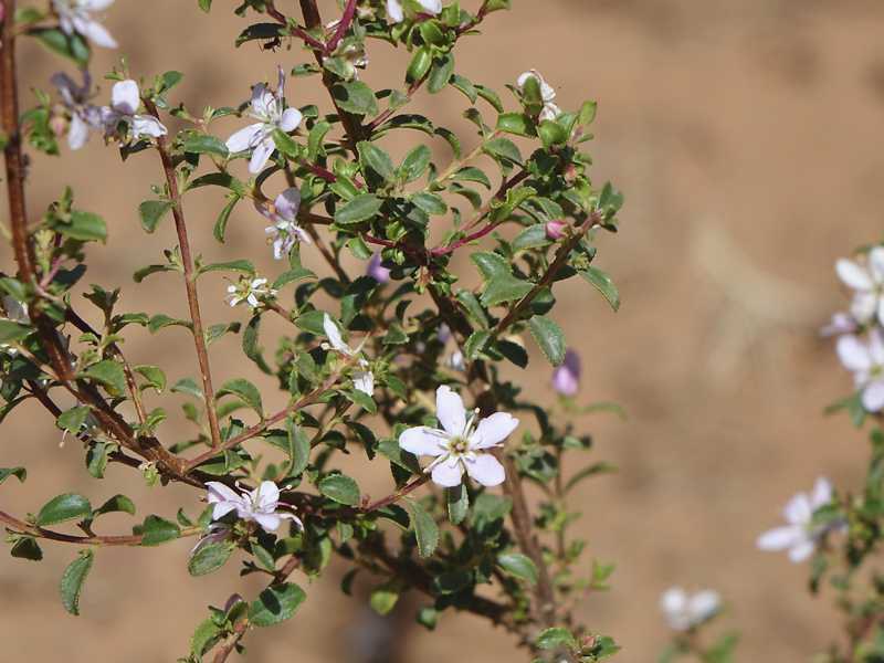 Flowering buchu branch with small green leaves, reddish-brown twigs and pale blossoms in close-up