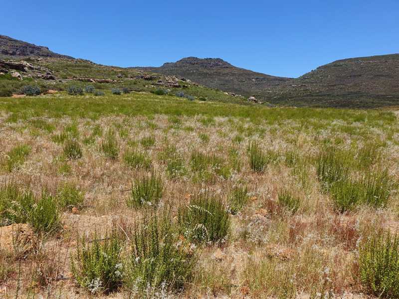 Buchu plants in a wide South African Fynbos landscape with dry grasses and mountains in the background