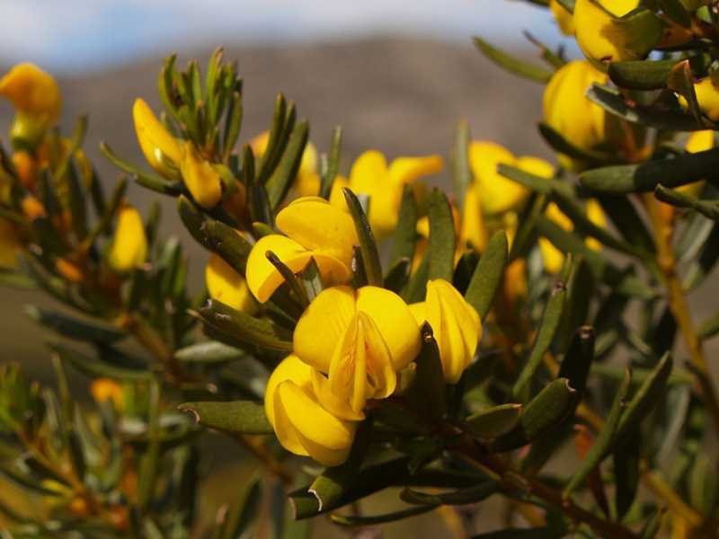 Honeybush plant with yellow flowers in the South African Fynbos