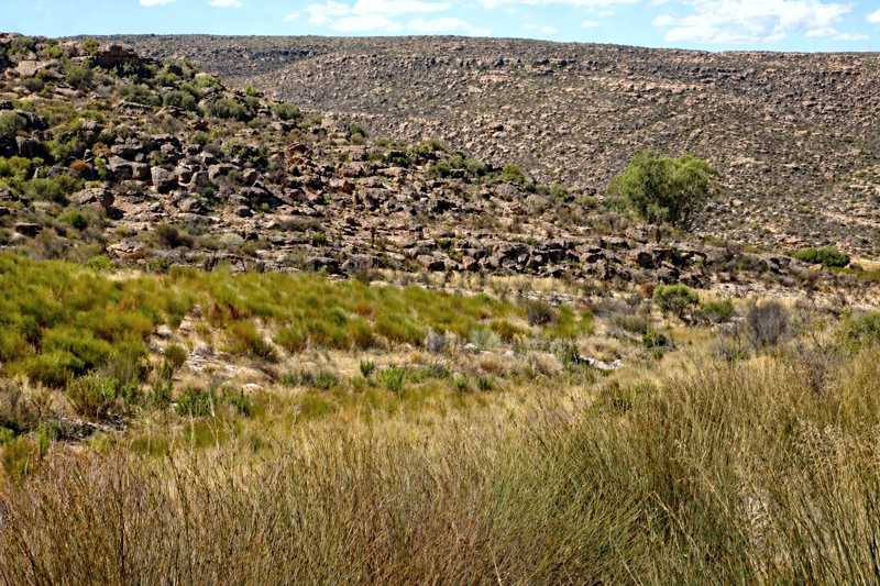 Wild-growing rooibos on the Bokkeveld Plateau