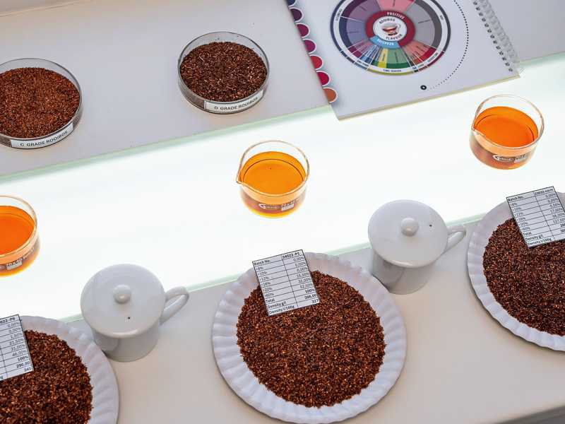 Différents échantillons de rooibos et tasses infusées dans le laboratoire Carmién pour l’évaluation sensorielle