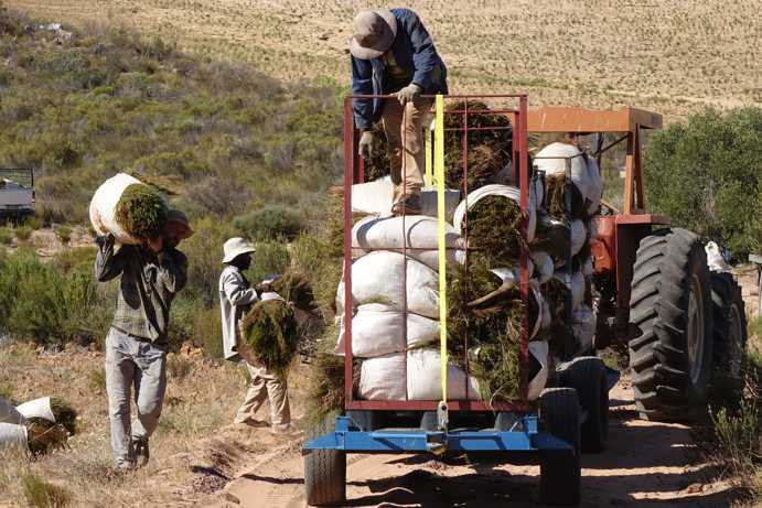 Corné van der Westhuizen porte une gerbe de jeune pousse de rooibos fraîchement coupée (jeunes rameaux et feuilles, récolte à la faucille) à travers la Krieberg-Farm ; au fond, des buissons de rooibos raccourcis.