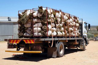 Delivery of harvested rooibos